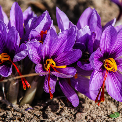 The Saffron of Touraine- Terre Exotique
