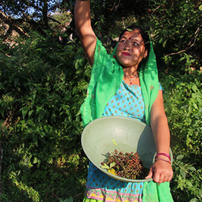 In Nepal, the harvesting of the Timur berry has begun!