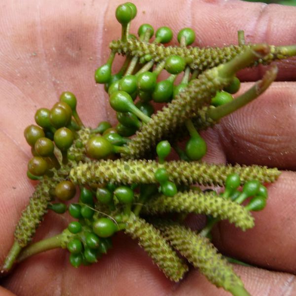 Ground voatsiperifery pepper