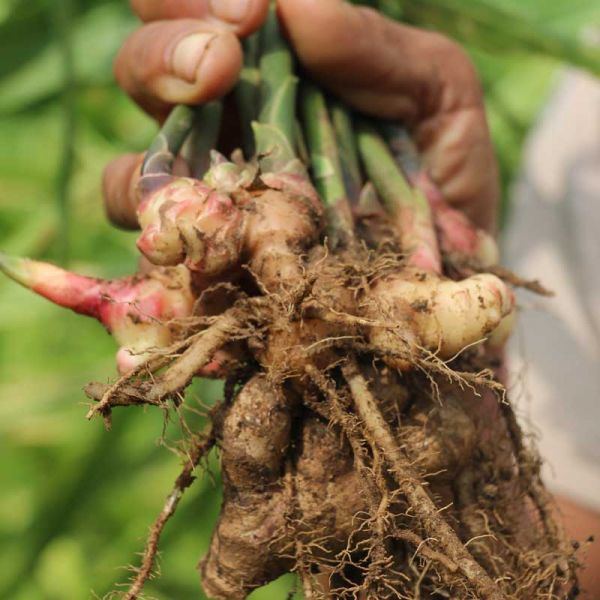 Organic turmeric