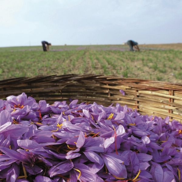 Safran pur d'Espagne en pistil - Épices et condiments - ginaepices