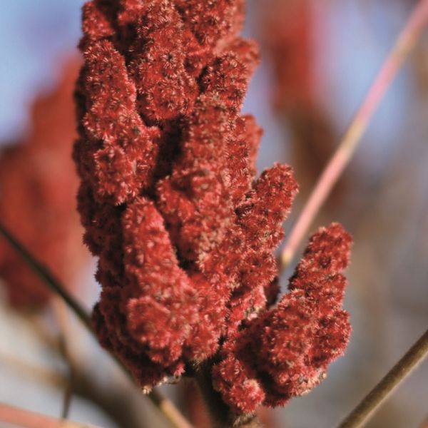 Sumac powder