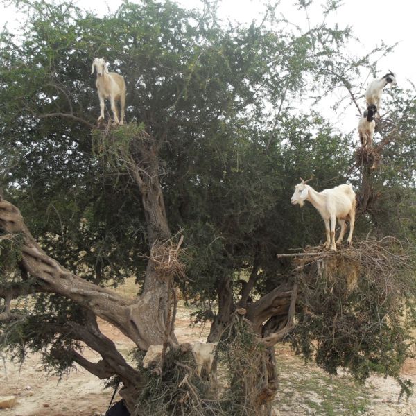 argan oil