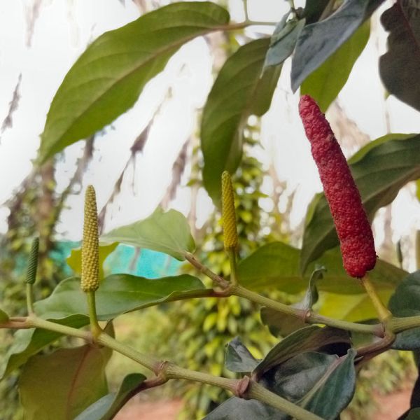 Red long pepper 