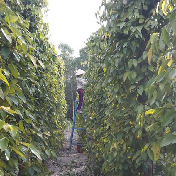 Black Phu Quoc pepper