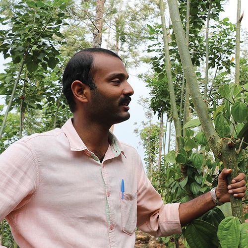 Black Wayanad pepper
