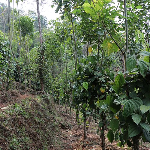 Black Wayanad pepper