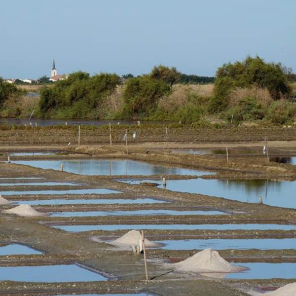 Grey salt from île de Ré