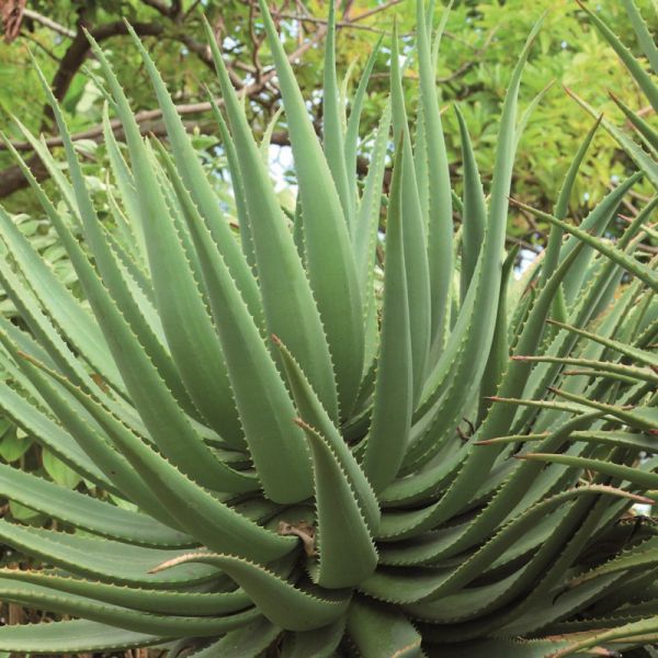 Agave syrup