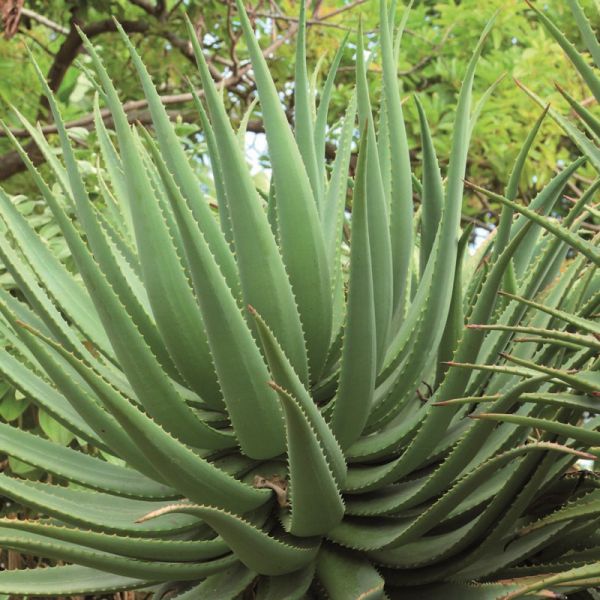 Sirop d'agave - La Gourmande